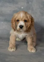 Simba, a male Cocker Spaniel for sale in Sulphur Springs, AR – 4 of 4