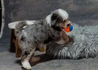 Violet, a female Miniature Bernedoodle for sale in Sulphur Springs, AR – 7 of 10
