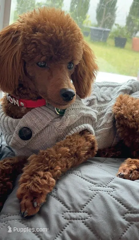 Beau – Poodle - Toy  puppy for sale in Green Cove Springs, FL