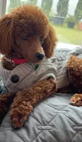 Beau, a male Poodle - Toy  for sale in Green Cove Springs, FL – 1 of 9