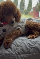 Beau, a male Poodle - Toy  for sale in Green Cove Springs, FL – 8 of 9