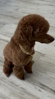 Beau, a male Poodle - Toy  for sale in Green Cove Springs, FL – 7 of 9