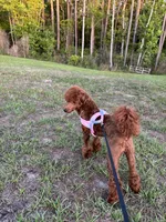 Beau, a male Poodle - Toy  for sale in Green Cove Springs, FL – 9 of 9