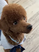 Beau, a male Poodle - Toy  for sale in Green Cove Springs, FL – 5 of 9