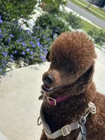 Beau, a male Poodle - Toy  for sale in Green Cove Springs, FL – 4 of 9