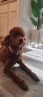 Beau, a male Poodle - Toy  for sale in Green Cove Springs, FL – 2 of 9