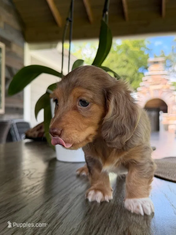 Millie – Miniature Dachshund puppy for sale in Marietta, GA
