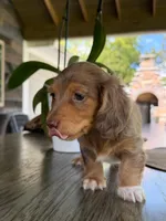 Millie, a female Miniature Dachshund for sale in Marietta, GA – 1 of 7