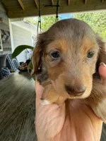 Millie, a female Miniature Dachshund for sale in Marietta, GA – 2 of 7