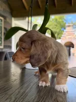 Millie, a female Miniature Dachshund for sale in Marietta, GA – 3 of 7
