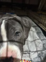 boba, a female American Staffordshire Terrier for sale in Dearborn, MI – 4 of 6