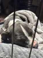 boba, a female American Staffordshire Terrier for sale in Dearborn, MI – 3 of 6
