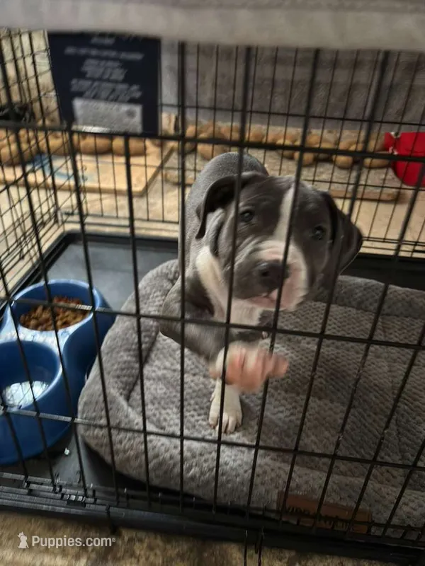 boba – American Staffordshire Terrier puppy for sale in Dearborn, MI