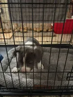 boba, a female American Staffordshire Terrier for sale in Dearborn, MI – 5 of 6