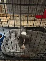 boba, a female American Staffordshire Terrier for sale in Dearborn, MI – 6 of 6