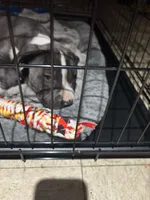 boba, a female American Staffordshire Terrier for sale in Dearborn, MI – 2 of 6