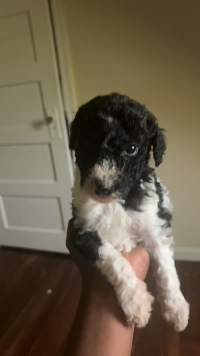 Teddy jr, a male Poodle - Standard  for sale in Chestnut Ridge, NY – 3 of 3