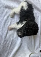 Spot, a male Poodle - Standard  for sale in Chestnut Ridge, NY – 3 of 5