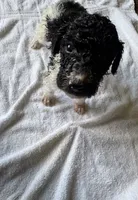 Spot, a male Poodle - Standard  for sale in Chestnut Ridge, NY – 2 of 5