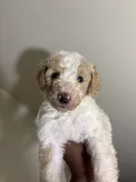 Q, a male Poodle - Standard  for sale in Chestnut Ridge, NY – 1 of 3