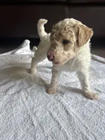Allison , a female Poodle - Standard  for sale in Chestnut Ridge, NY – 2 of 2