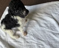 Teddy jr, a male Poodle - Standard  for sale in Chestnut Ridge, NY – 2 of 3