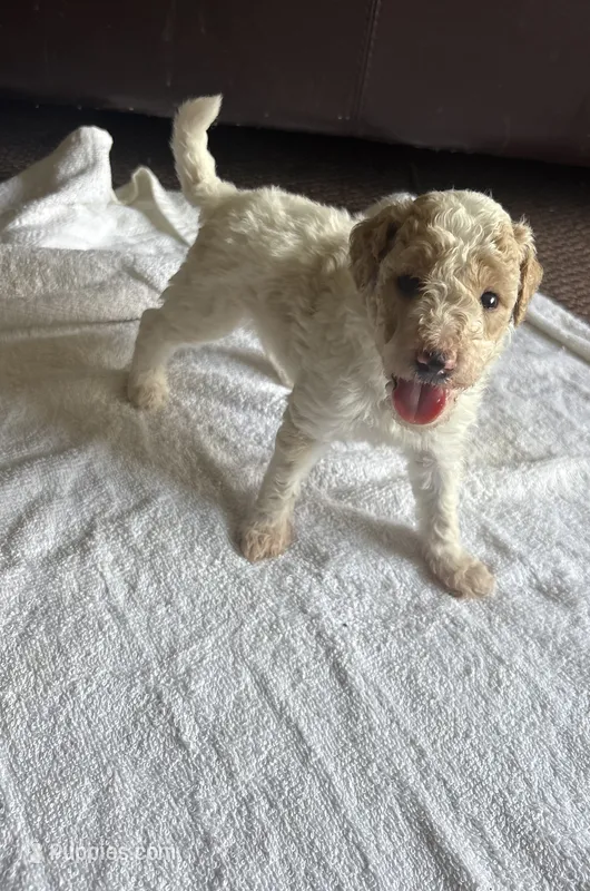 Allison  – Poodle - Standard  puppy for sale in Chestnut Ridge, NY