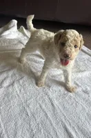 Allison , a female Poodle - Standard  for sale in Chestnut Ridge, NY – 1 of 2