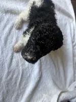 Spot, a male Poodle - Standard  for sale in Chestnut Ridge, NY – 4 of 5