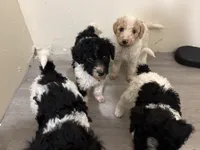 Q, a male Poodle - Standard  for sale in Chestnut Ridge, NY – 2 of 3