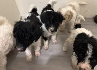 Q, a male Poodle - Standard  for sale in Chestnut Ridge, NY – 3 of 3