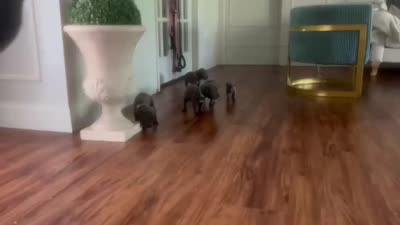 Facility video