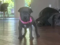 Nickname Reyna - Olive, a female Cane Corso for sale in Sarasota, FL – 2 of 9