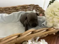 Gordon , a male Cane Corso for sale in Sarasota, FL – 3 of 5