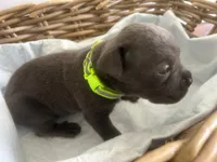 Baymax, a male Cane Corso for sale in Sarasota, FL – 4 of 8