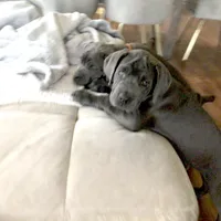 Nickname Athena, a female Cane Corso for sale in Sarasota, FL – 3 of 10