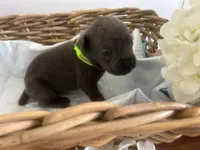 Baymax, a male Cane Corso for sale in Sarasota, FL – 2 of 8