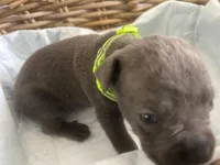 Baymax, a male Cane Corso for sale in Sarasota, FL – 5 of 8