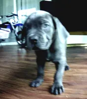 Nickname Bella , a female Cane Corso for sale in Sarasota, FL – 7 of 10