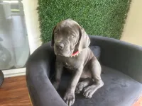 Nickname Bella , a female Cane Corso for sale in Sarasota, FL – 3 of 10