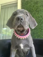 Nickname Athena, a female Cane Corso for sale in Sarasota, FL – 3 of 10