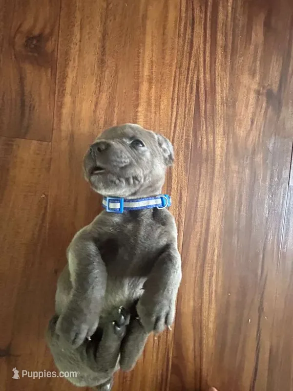 Nickname Atlas - Gordon  – Cane Corso puppy for sale in Sarasota, FL