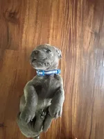 Nickname Atlas - Gordon , a male Cane Corso for sale in Sarasota, FL – 1 of 8