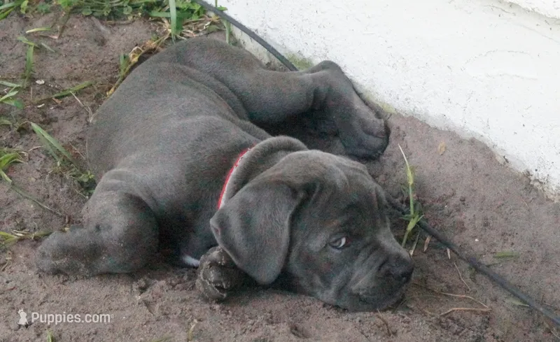 Nickname Artemis/ Dora Explora – Cane Corso puppy for sale in Sarasota, FL
