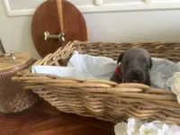 Dora Explora, a female Cane Corso for sale in Sarasota, FL – 6 of 9