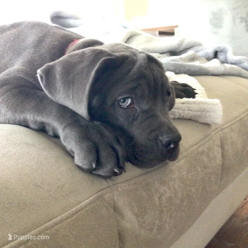 Nickname Artemis/ Dora Explora – Cane Corso puppy for sale in Sarasota, FL