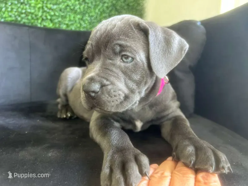 Nickname Athena – Cane Corso puppy for sale in Sarasota, FL