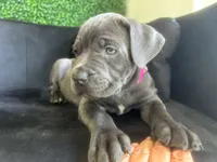 Nickname Athena, a female Cane Corso for sale in Sarasota, FL – 6 of 10