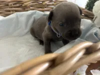 Gordon , a male Cane Corso for sale in Sarasota, FL – 4 of 5