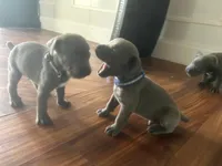 Nickname Atlas - Gordon , a male Cane Corso for sale in Sarasota, FL – 3 of 8